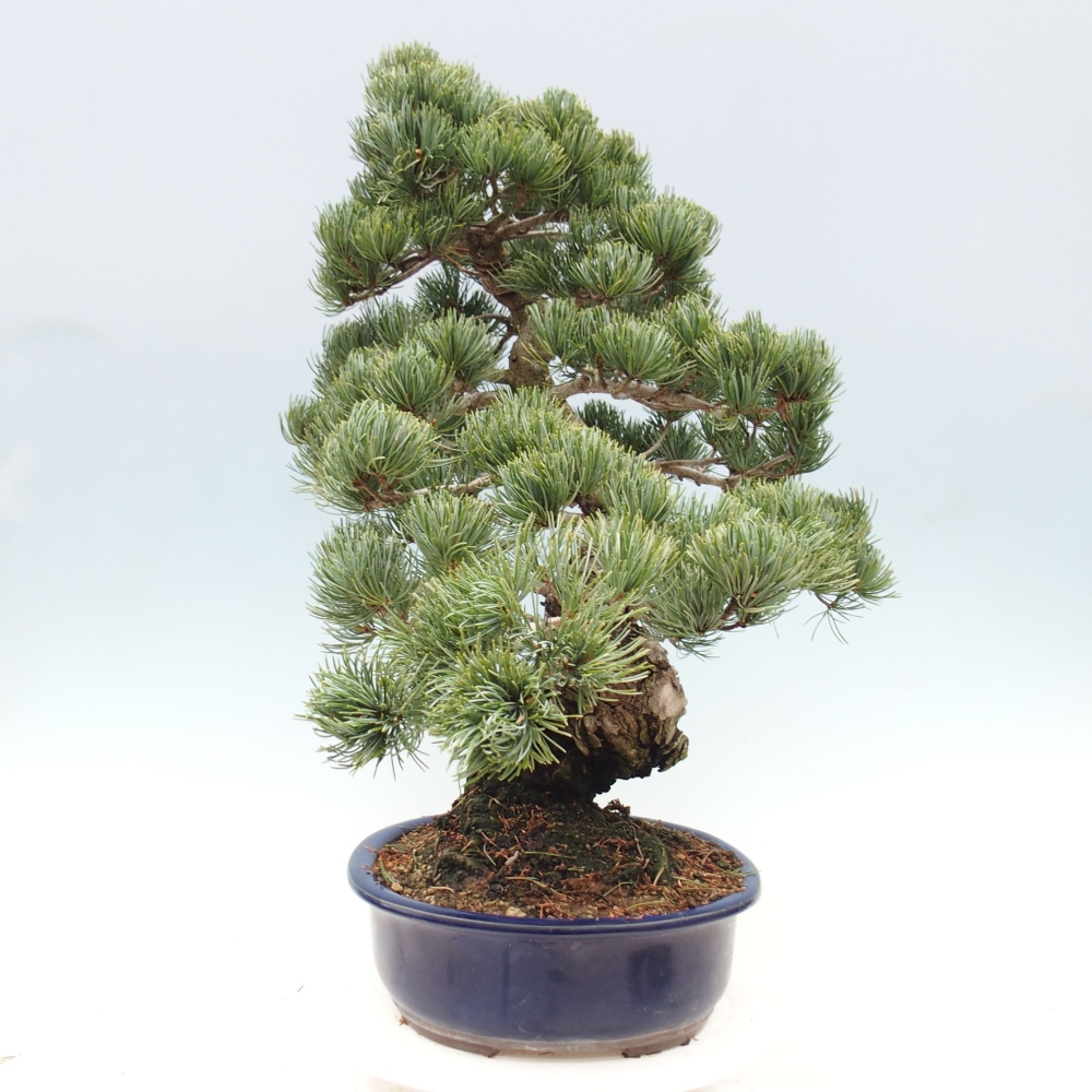 Bonsai voor buiten - Pinus parviflora - Pinus parviflora