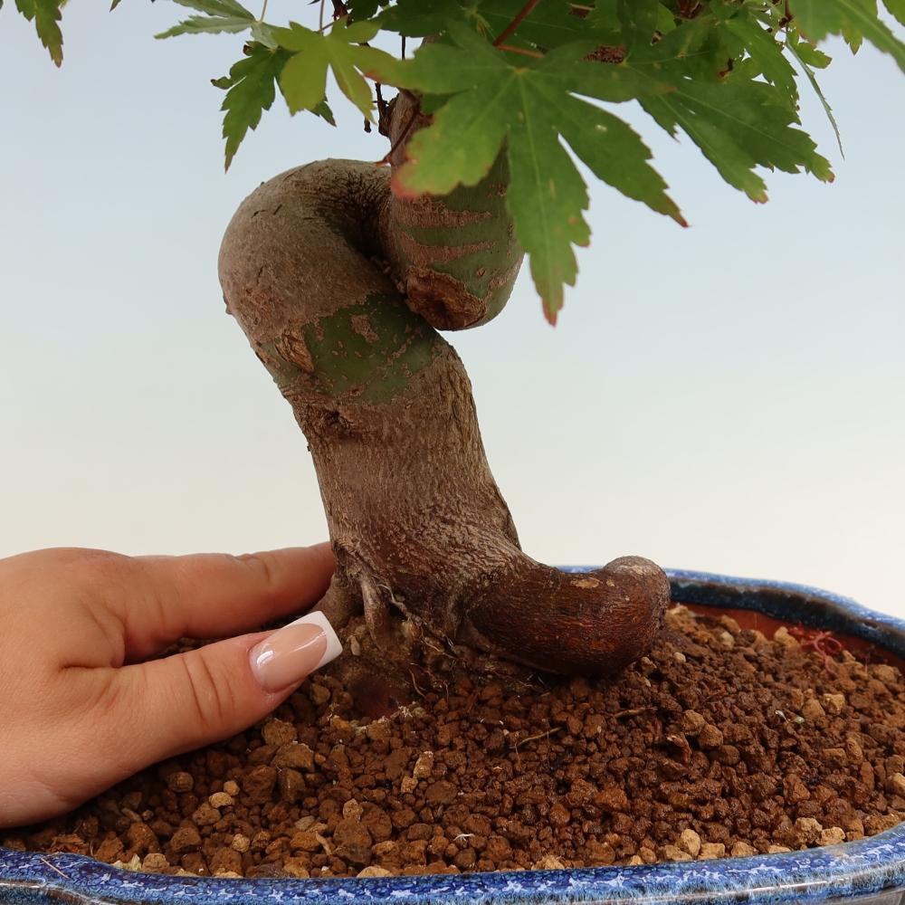 Bonsai voor buiten - Esdoorn Burger - Acer Burgerianum