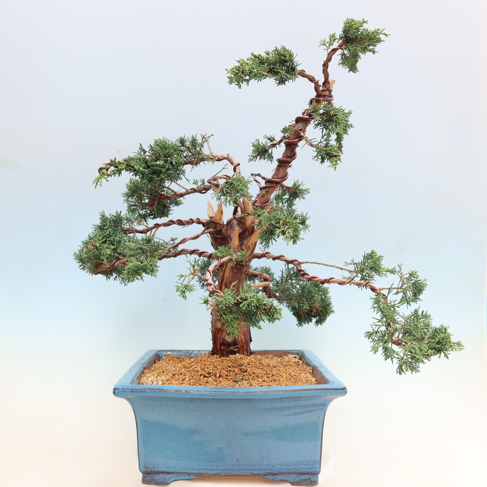 Bonsai voor buiten - Juniperus chinensis Kishu