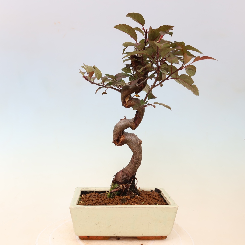 Bonsai voor buiten -Malus domestica - Roodbladige appelboom met kleine vruchten