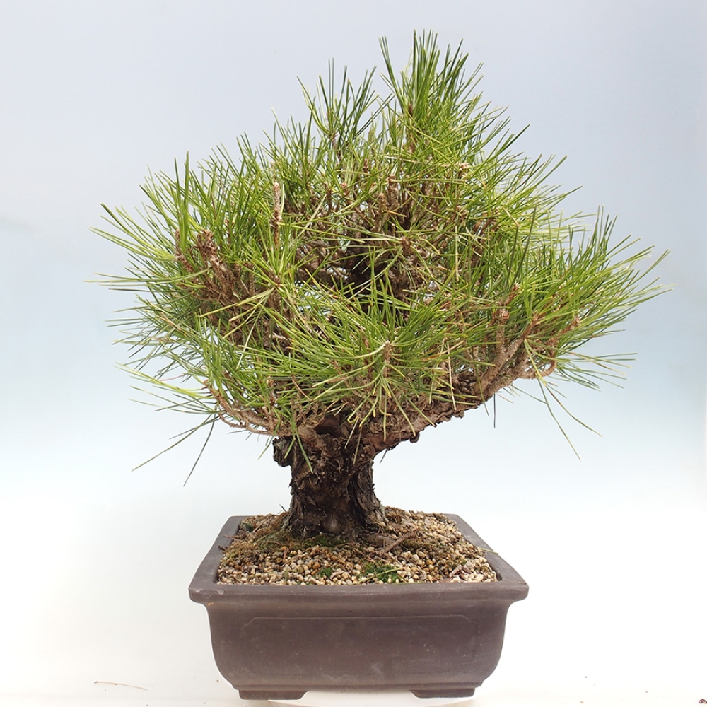 Bonsai voor buiten - Pinus thunbergii - Thunberg den