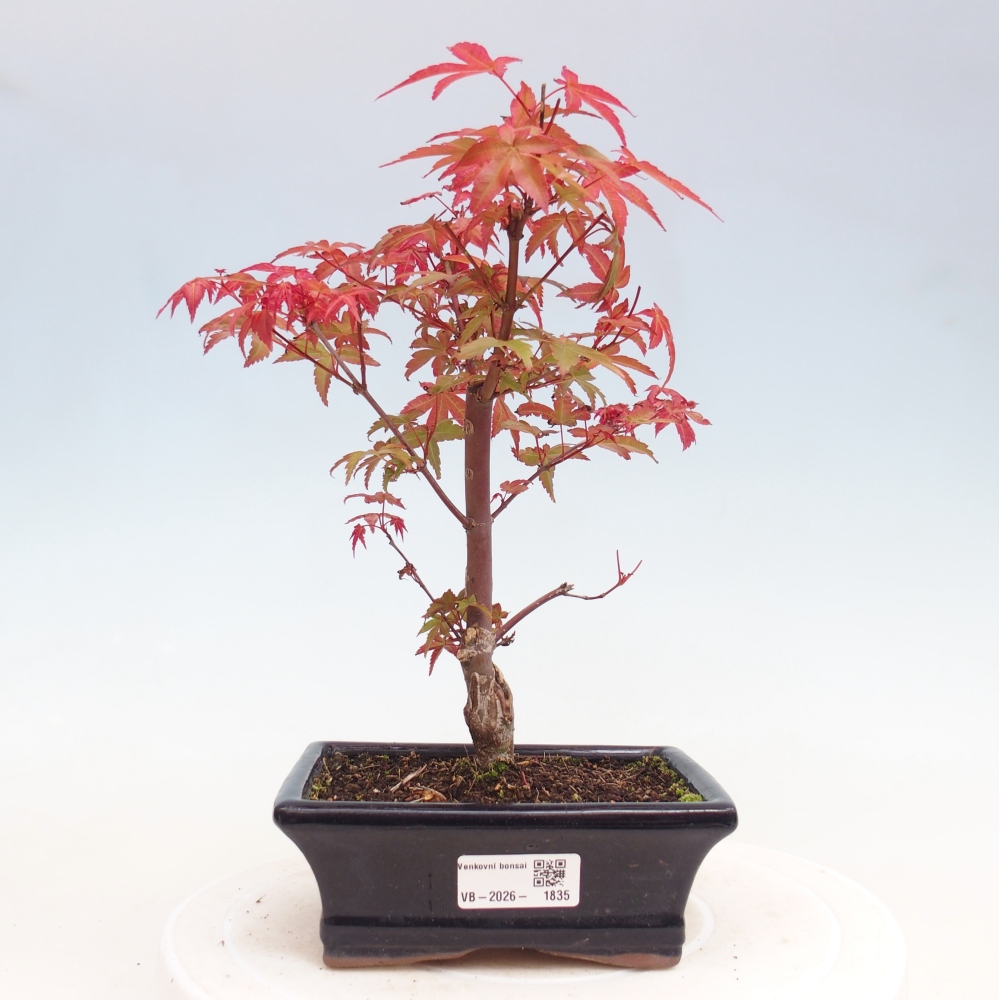 Bonsai voor buiten - Acer palmatum DESHOJO
