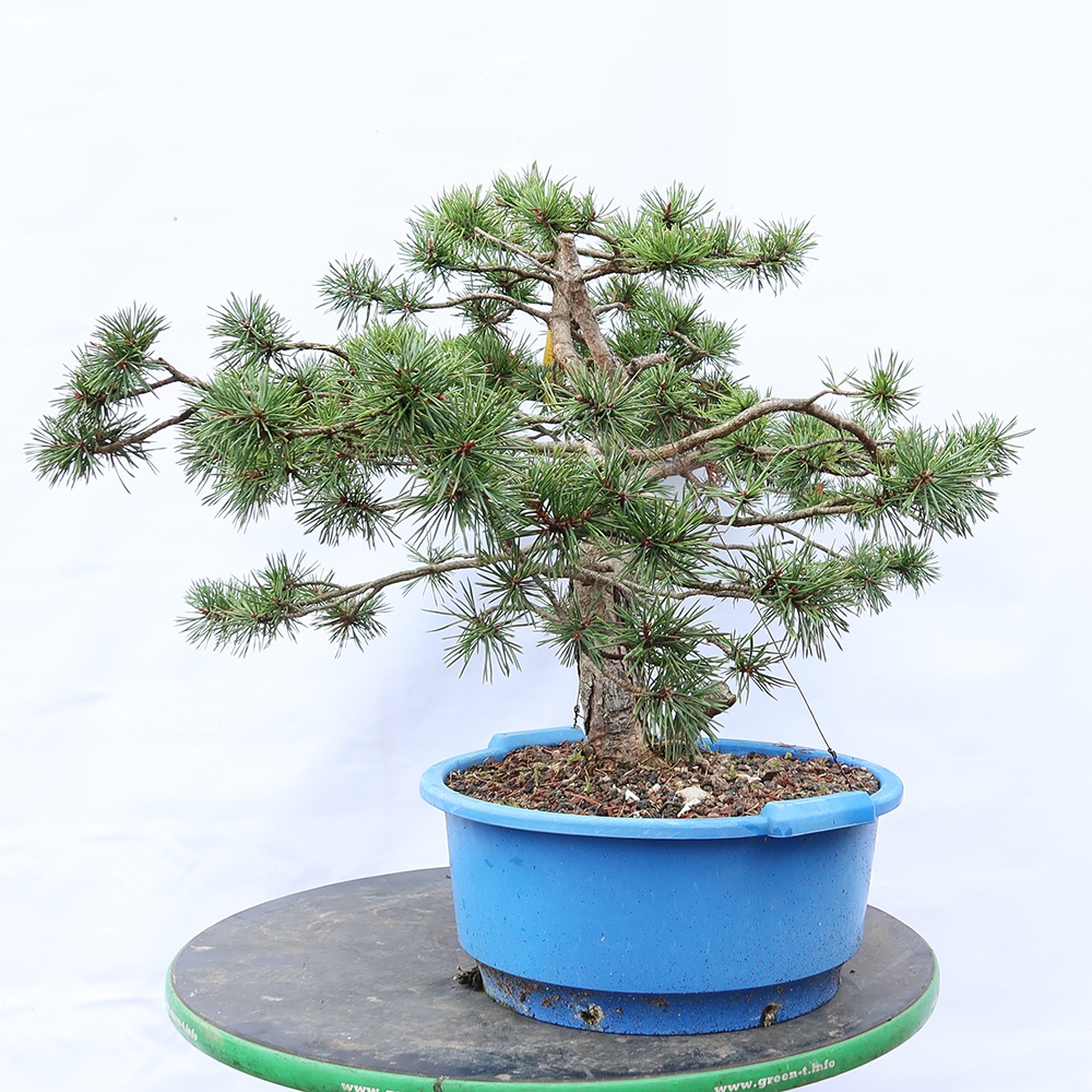 Pinus sylvestris Spanje - grove den