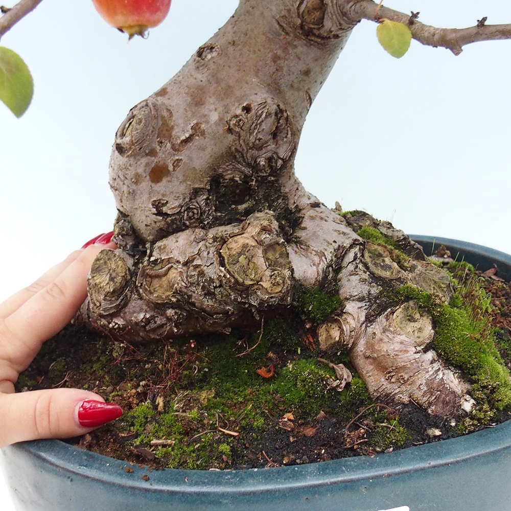 Bonsai voor buiten -Malus halliana - Appelboom met kleine vruchten