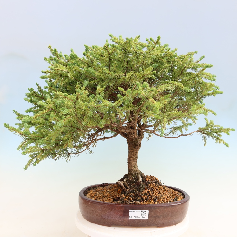 Bonsai voor buiten - Picea glauca Echiniformis – Grijze spar