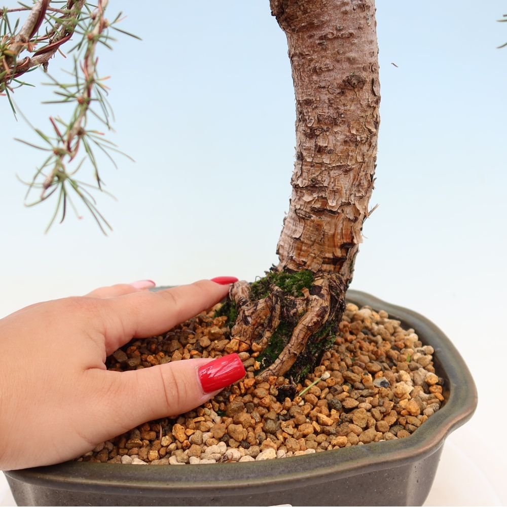 Bonsai voor buiten -Larix decidua - Lariks