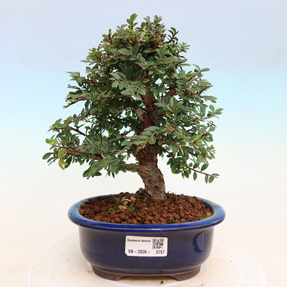 Bonsai voor buiten - Zelkova - Zelkova NIRE