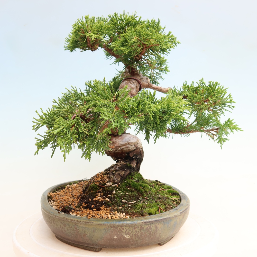 Bonsai voor buiten - Juniperus chinensis Itoigawa-Juniperus chinensis