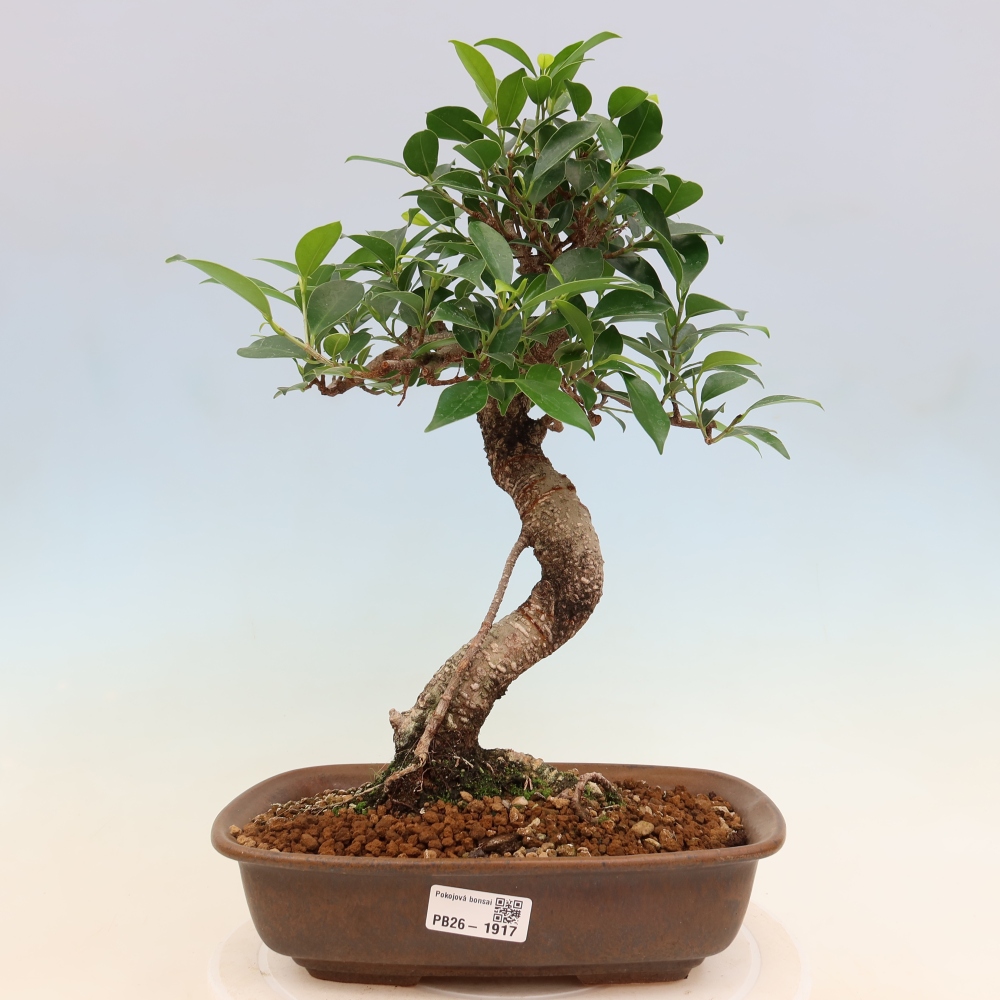 Kamerbonsai - Ficus kimmen - kleinbladige ficus