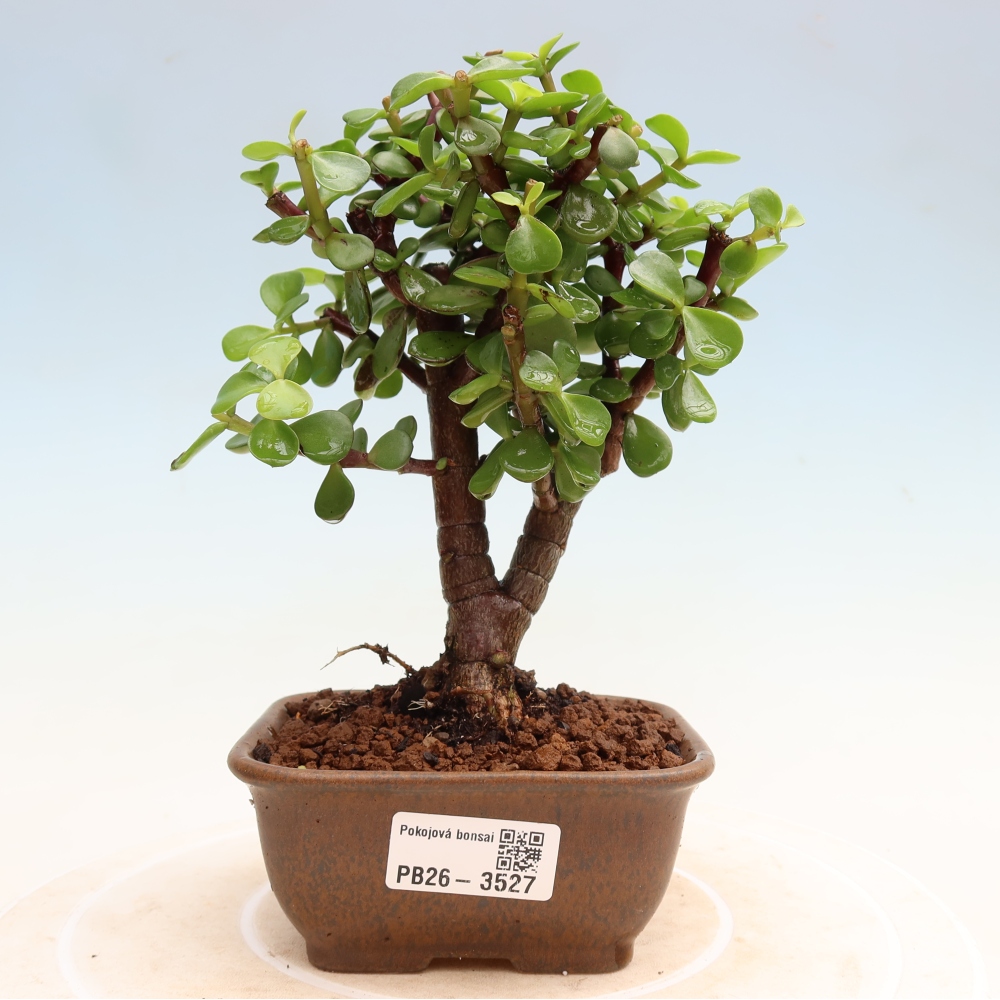 Kamerbonsai - Portulakaria Afra - Tlustice