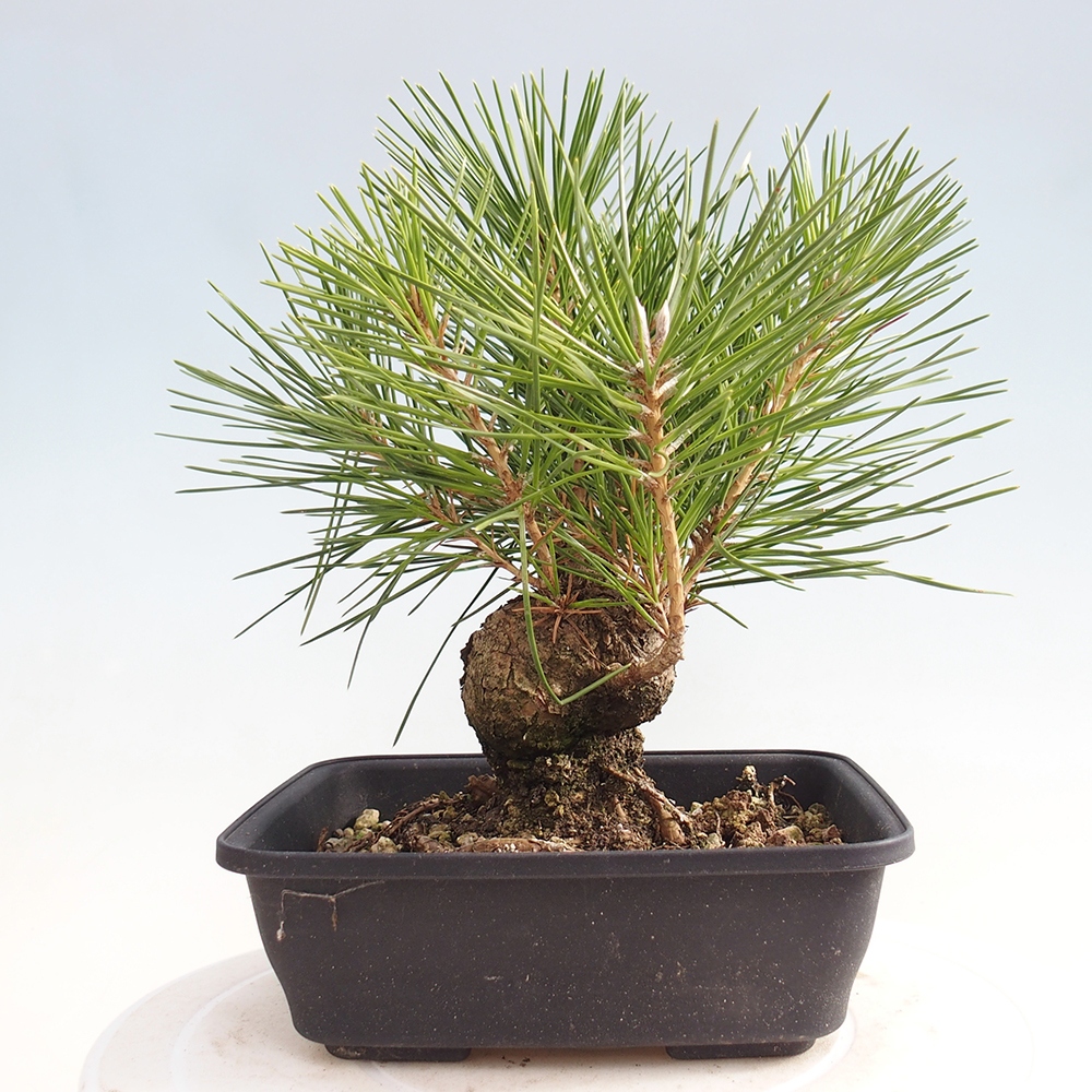 Bonsai voor buiten - Pinus thunbergii - Thunberg den