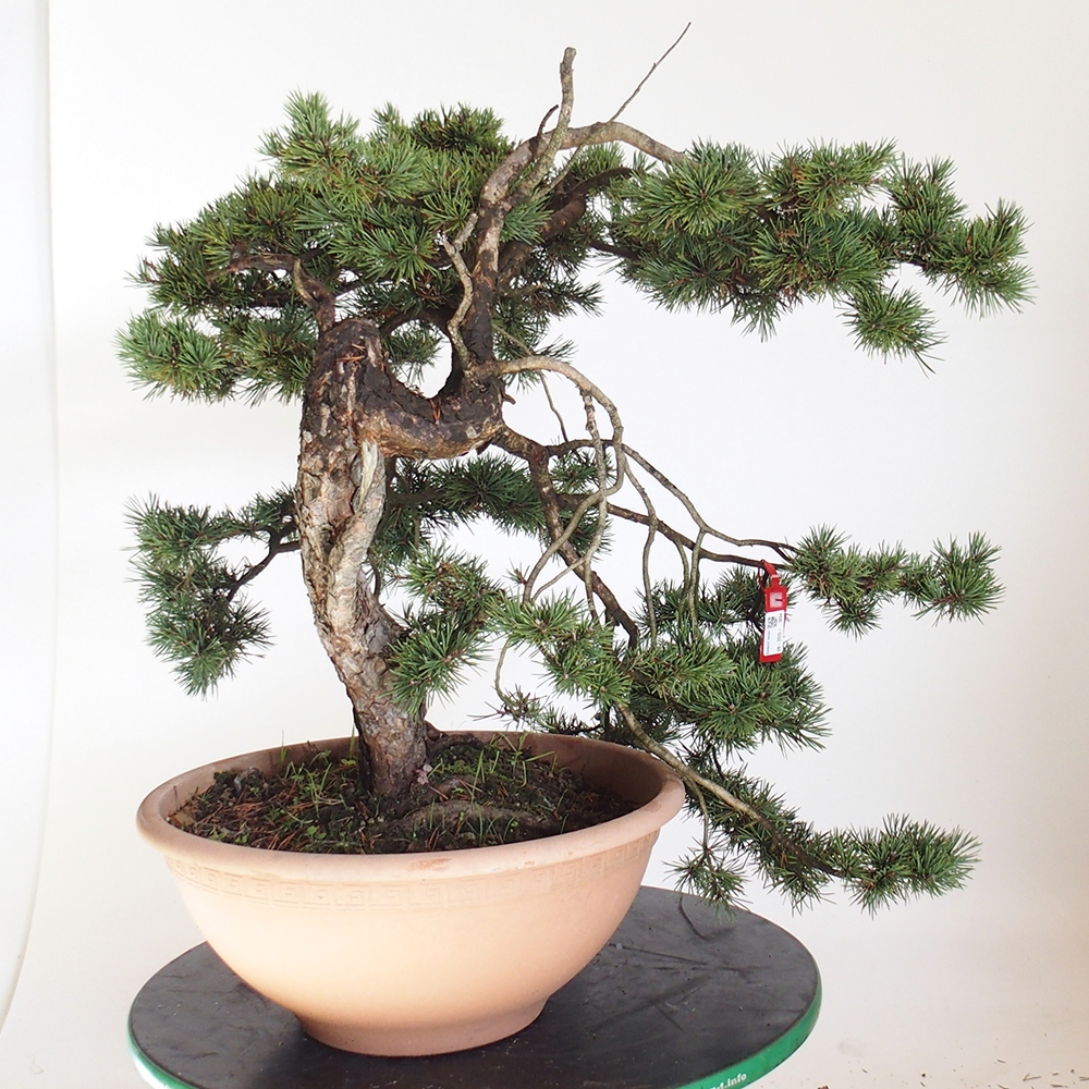 Yamadori - Pinus sylvestris Spanje