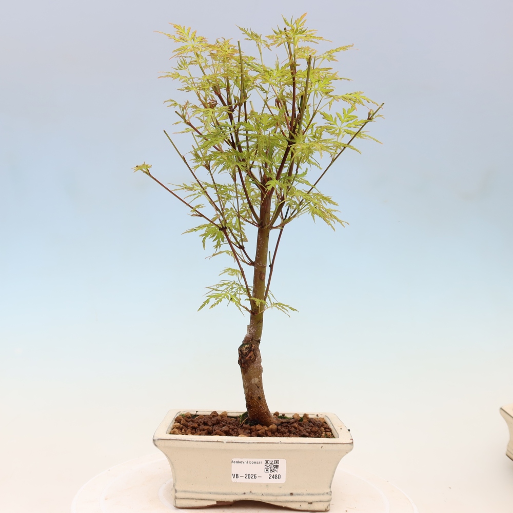 Bonsai voor buiten - Acer palmatum Dissectum