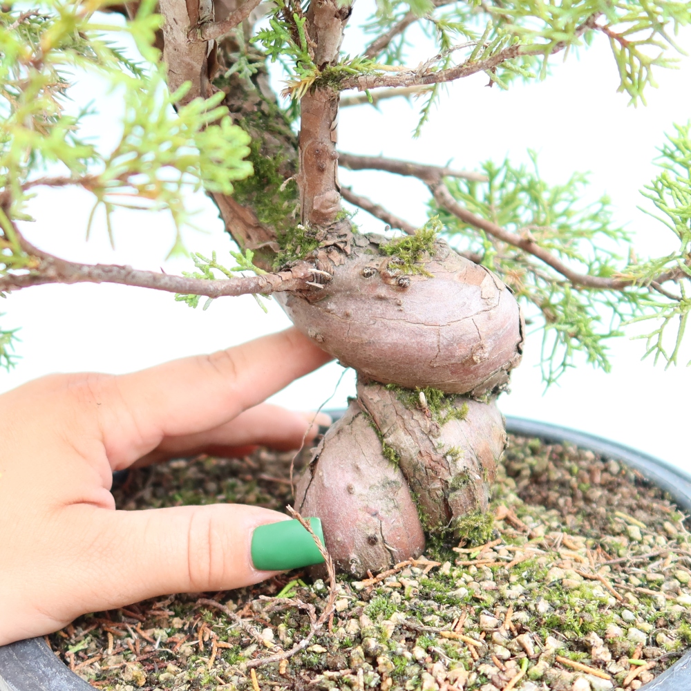 Bonsai voor buiten - Juniperus chinensis Itoigawa-Juniperus chinensis