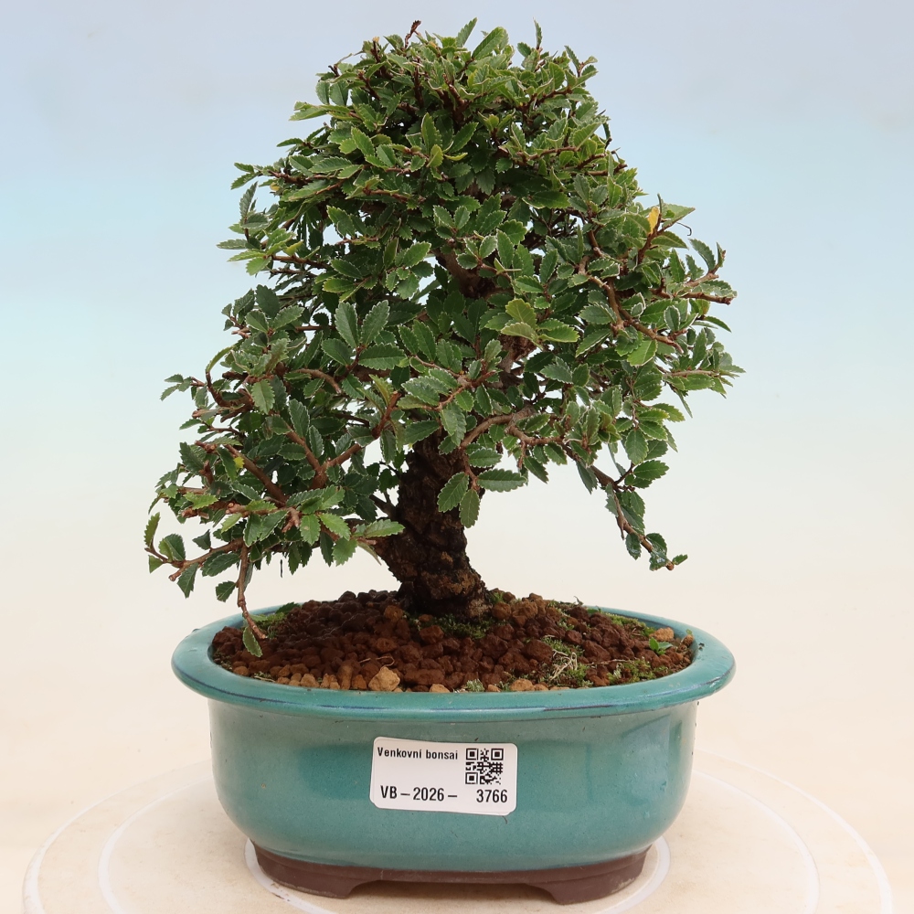 Bonsai voor buiten - Zelkova - Zelkova NIRE