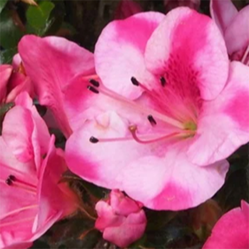 Bonsai voor buiten - Japanse Azalea - Azalea Kobai