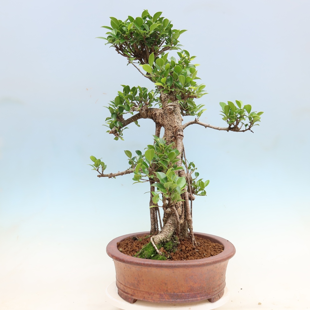 Kamerbonsai - Ficus kimmen - kleinbladige ficus