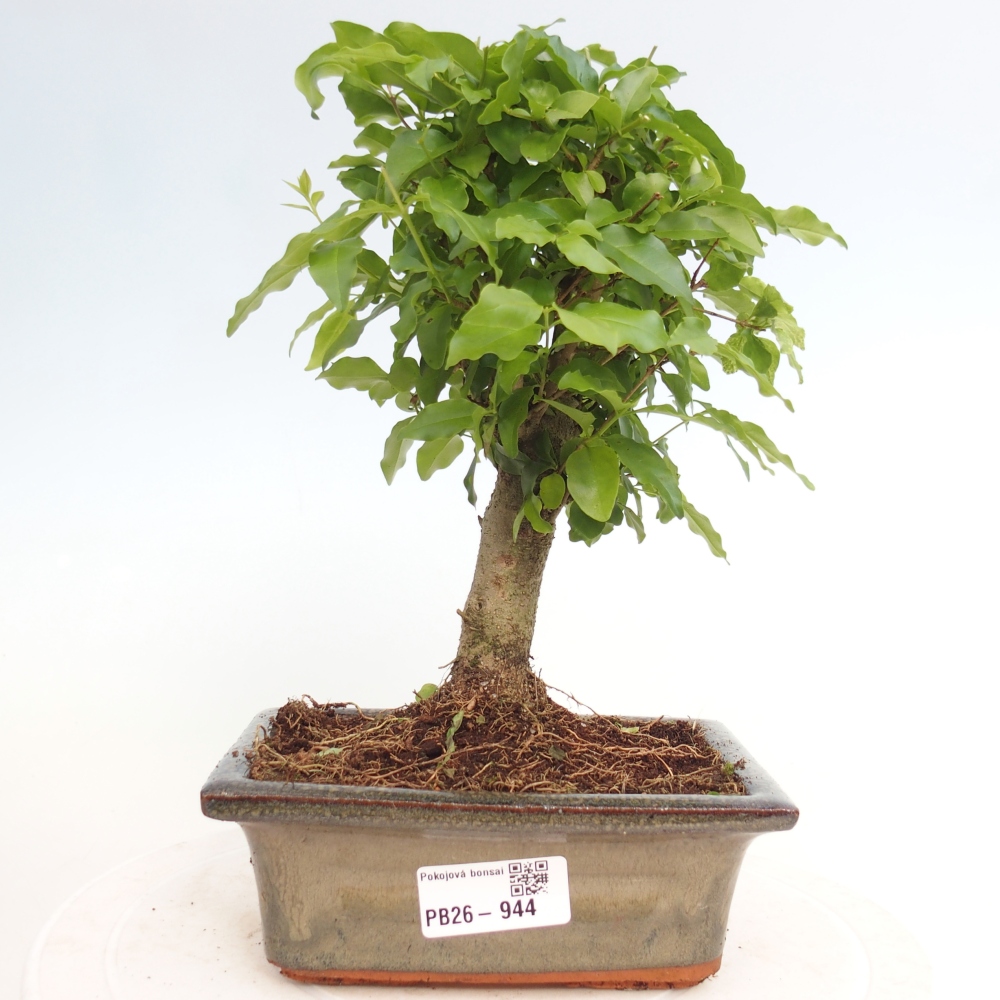 Kamerbonsai -Ligustrum chinensis - Vogelsnavel