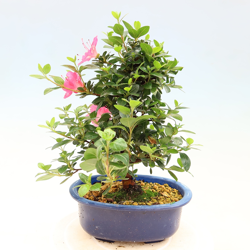 Bonsai voor buiten - Japanse Azalea - Azalea Kobai