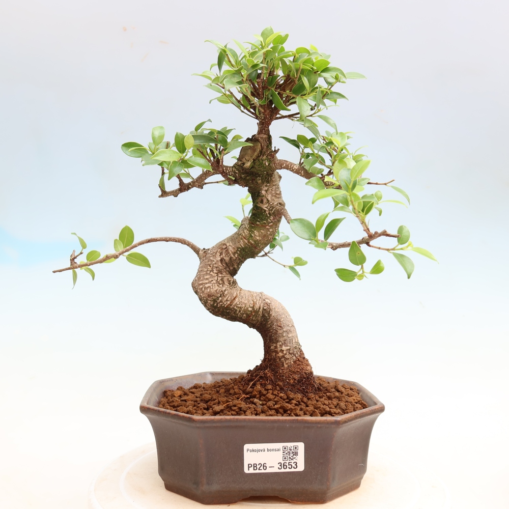 Kamerbonsai - Ficus kimmen - kleinbladige ficus