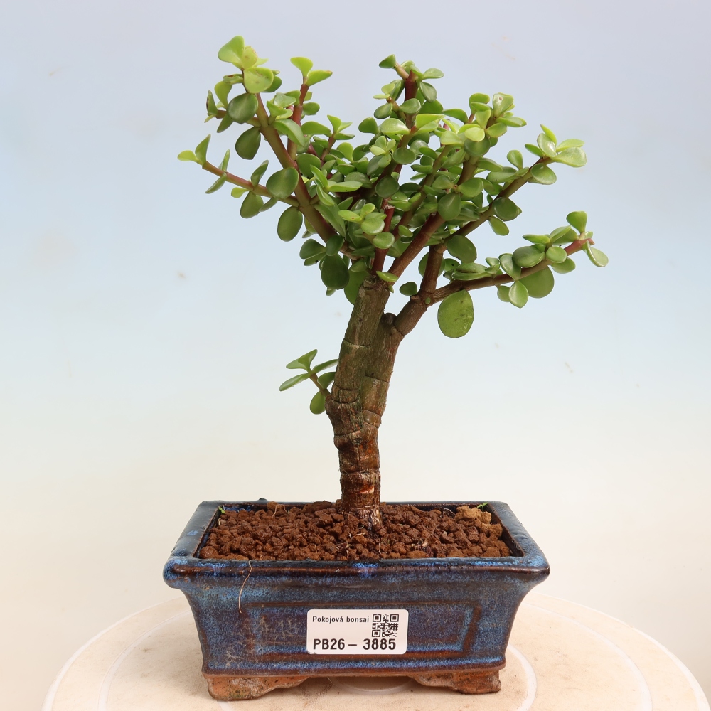 Kamerbonsai - Portulakaria Afra - Tlustice