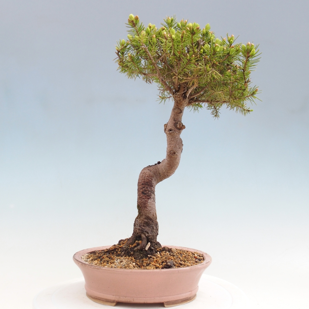 Bonsai voor buiten - Gewone spar - Picea glauca globe
