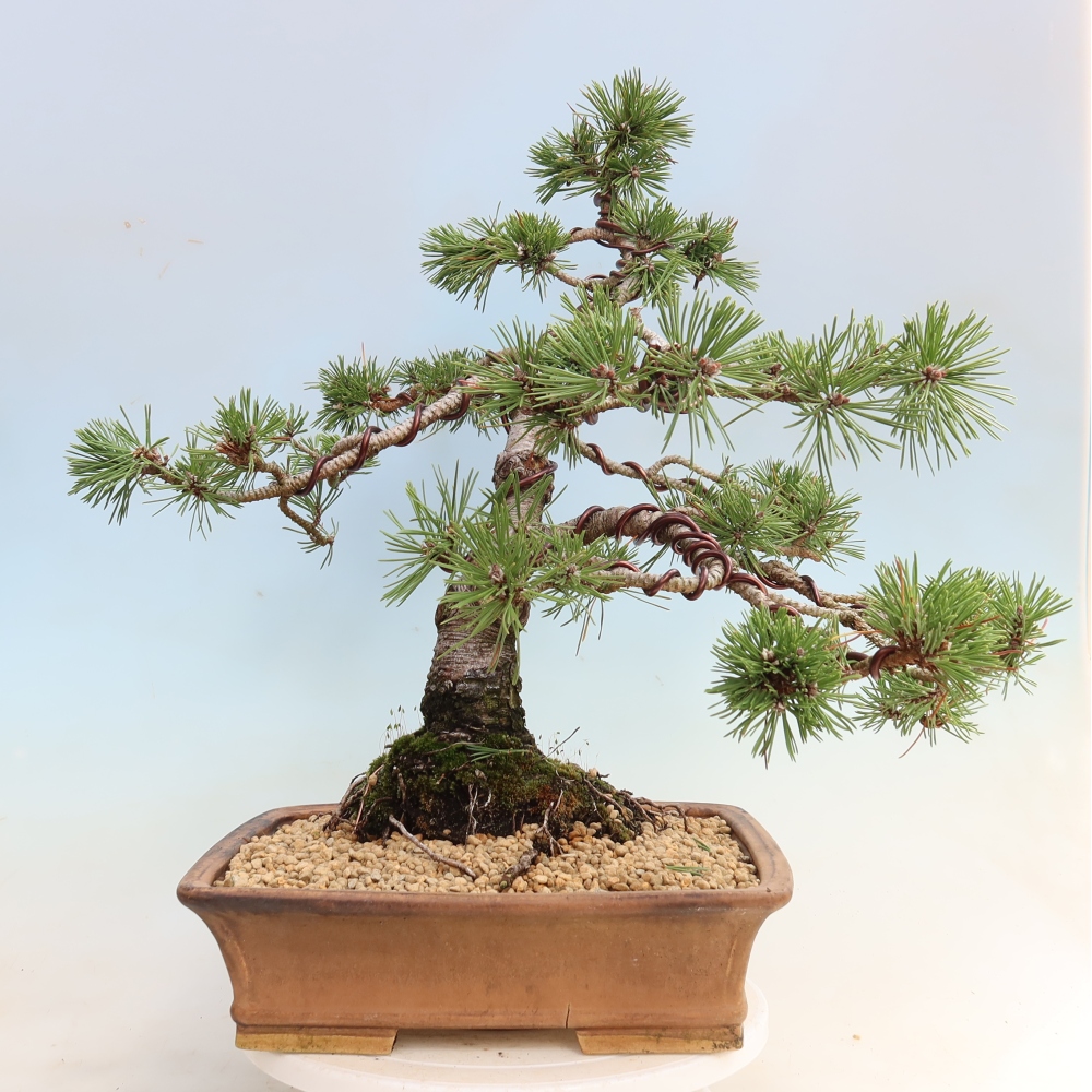 Bonsai voor buiten - Pinus mugo Humpy  - Bergden