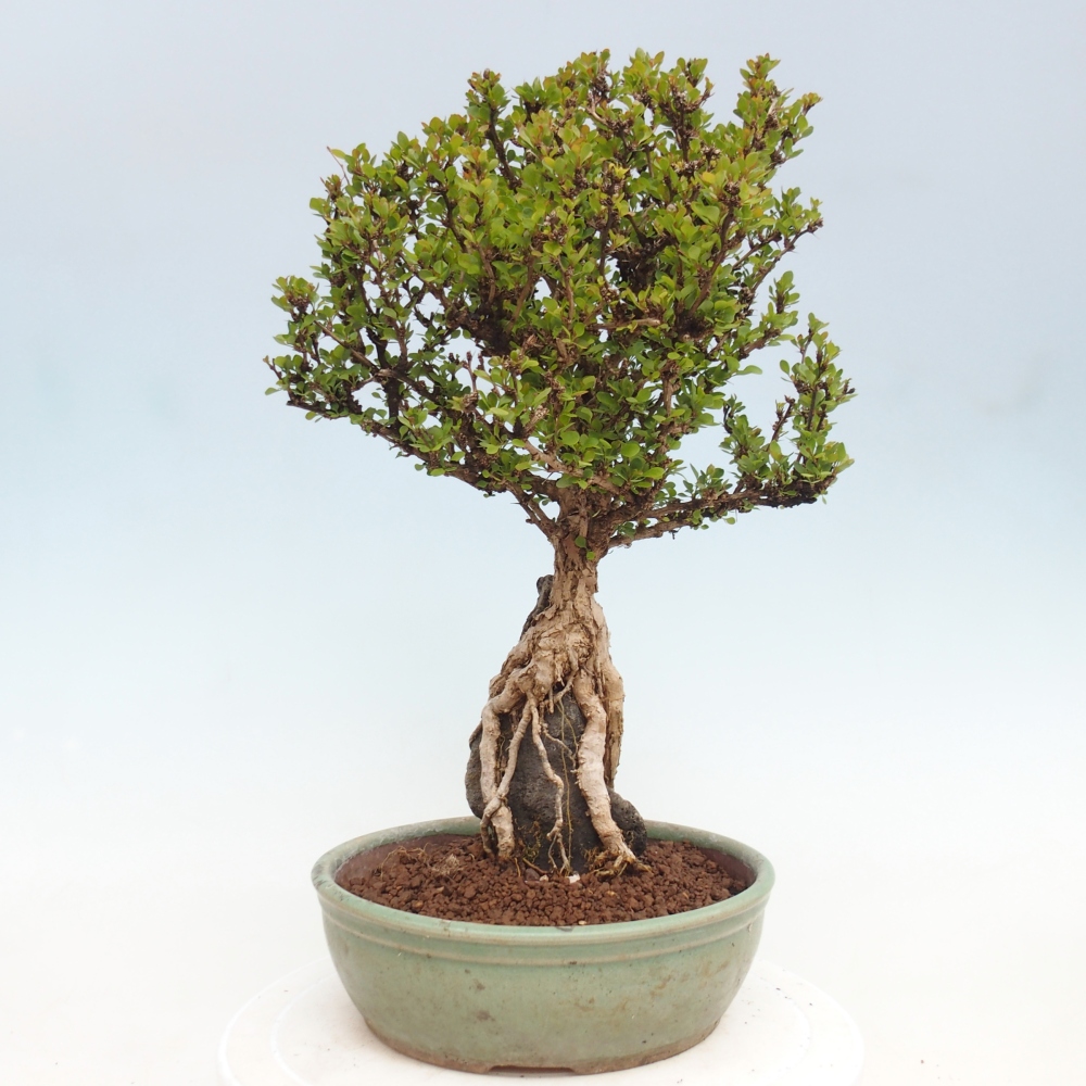 Bonsai voor buiten - Berberis coreana