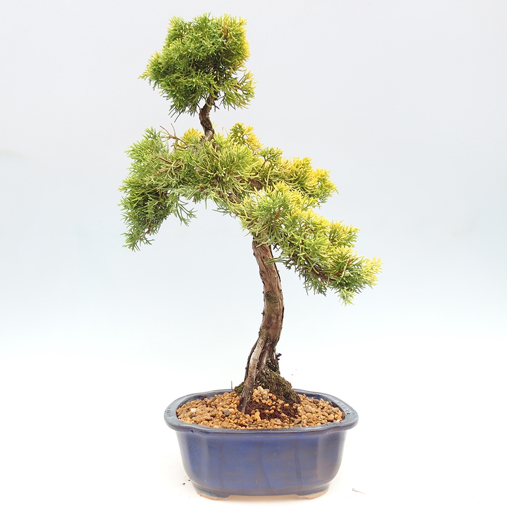 Bonsai voor buiten - Juniperus chinensis plumosa aurea