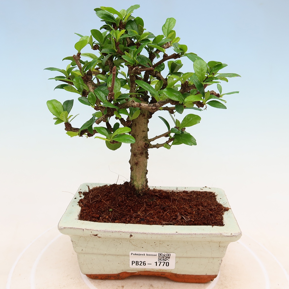 Kamerbonsai - Carmona macrophylla - Thee fuki