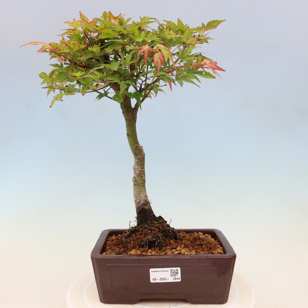 Noorse esdoorn - Acer palmatum Beni Tsukasa