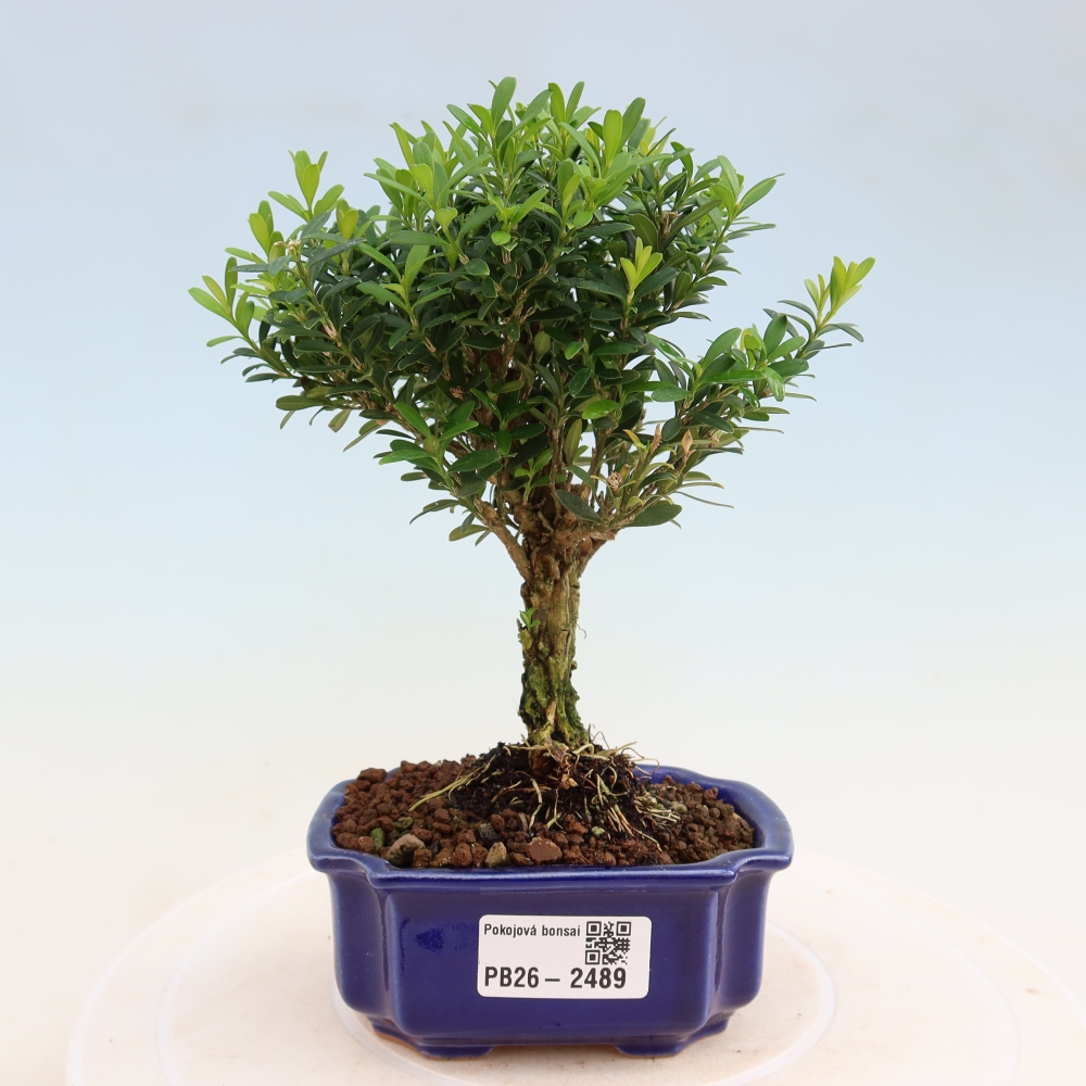 Kamerbonsai - Buxus harlandii - kurk buxus