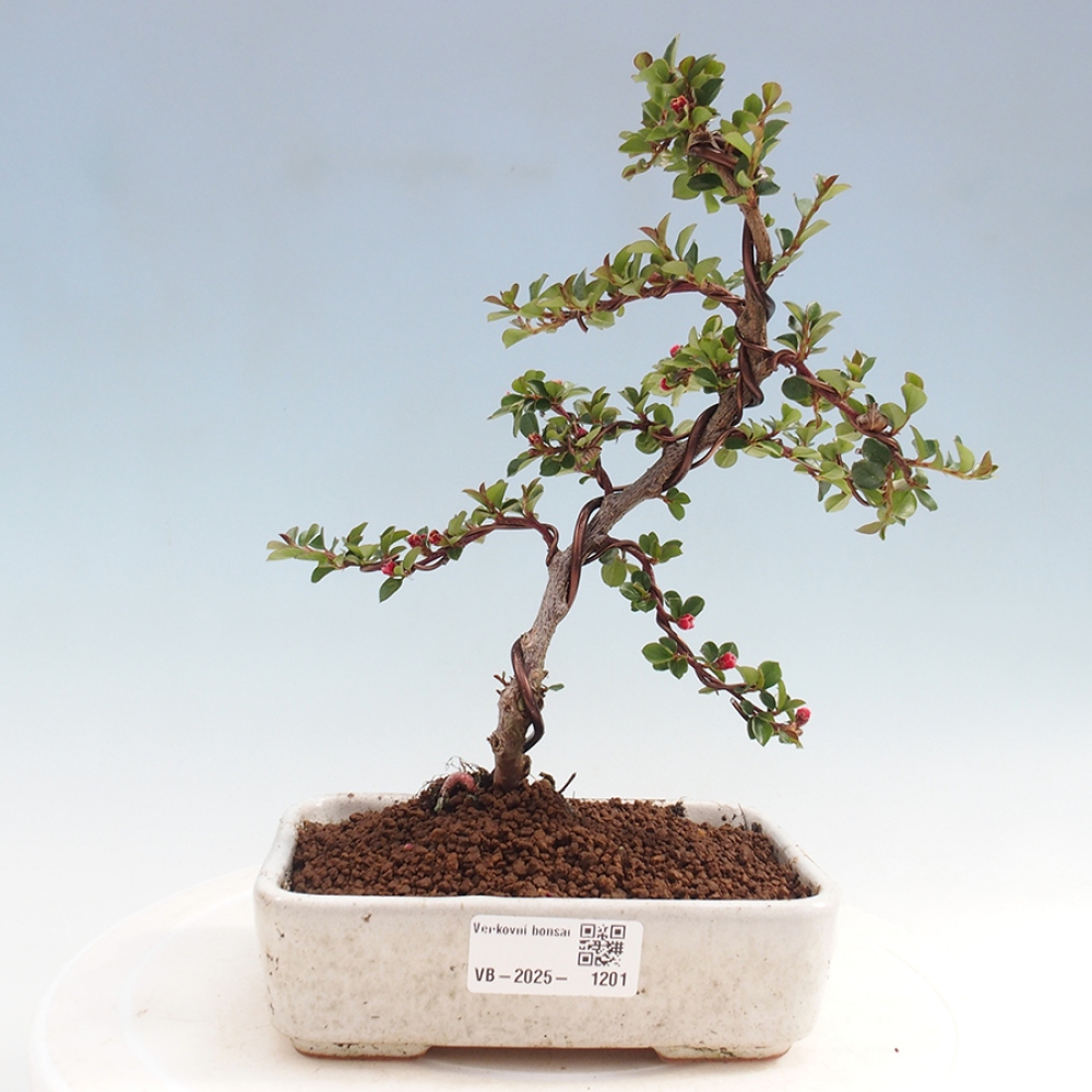 Bonsai-Cotoneaster horizontalis voor buiten - Rocky Mountain
