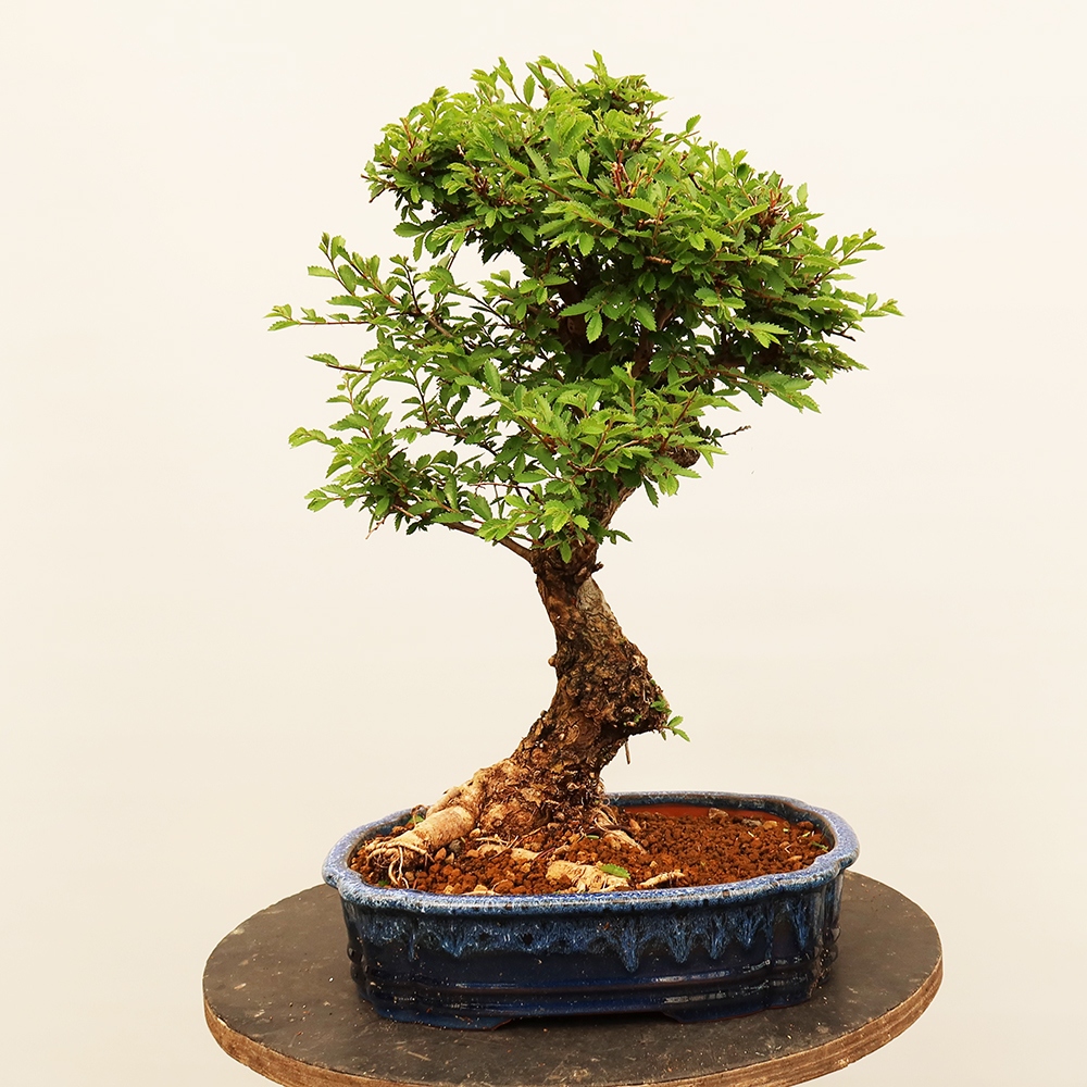 Bonsai voor buiten - Zelkova - Zelkova NIRE