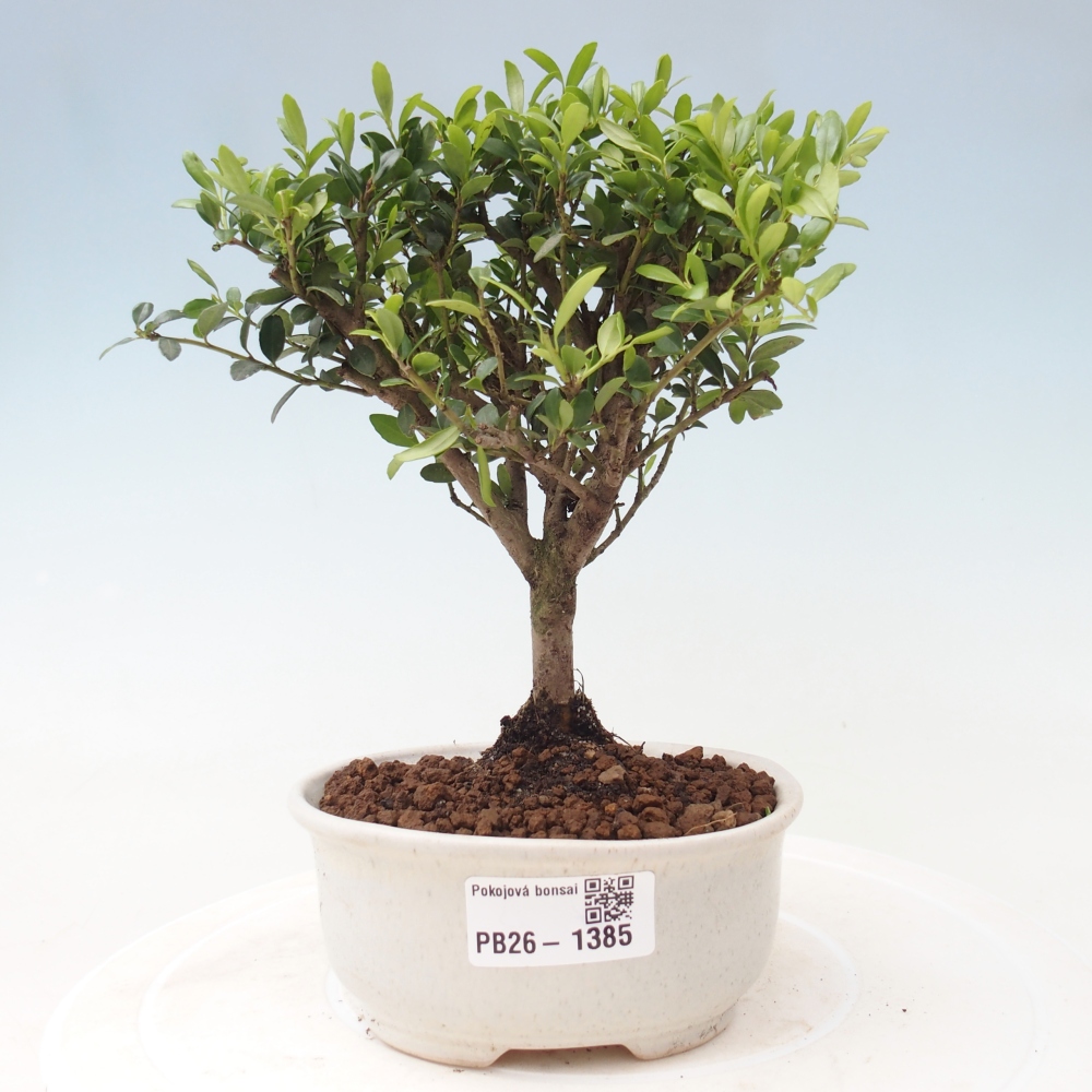 Kamerbonsai - Ilex crenata - Hulst
