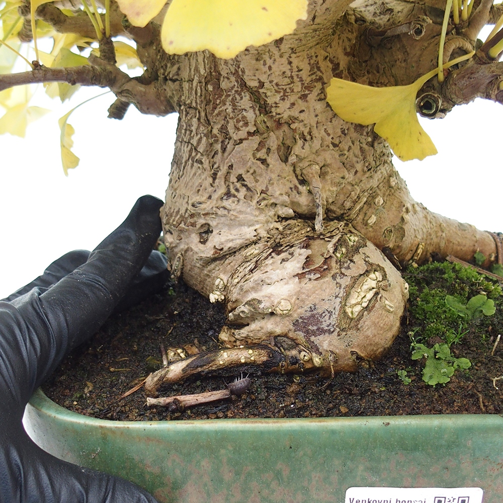 Bonsai voor buiten - Ginkgo biloba
