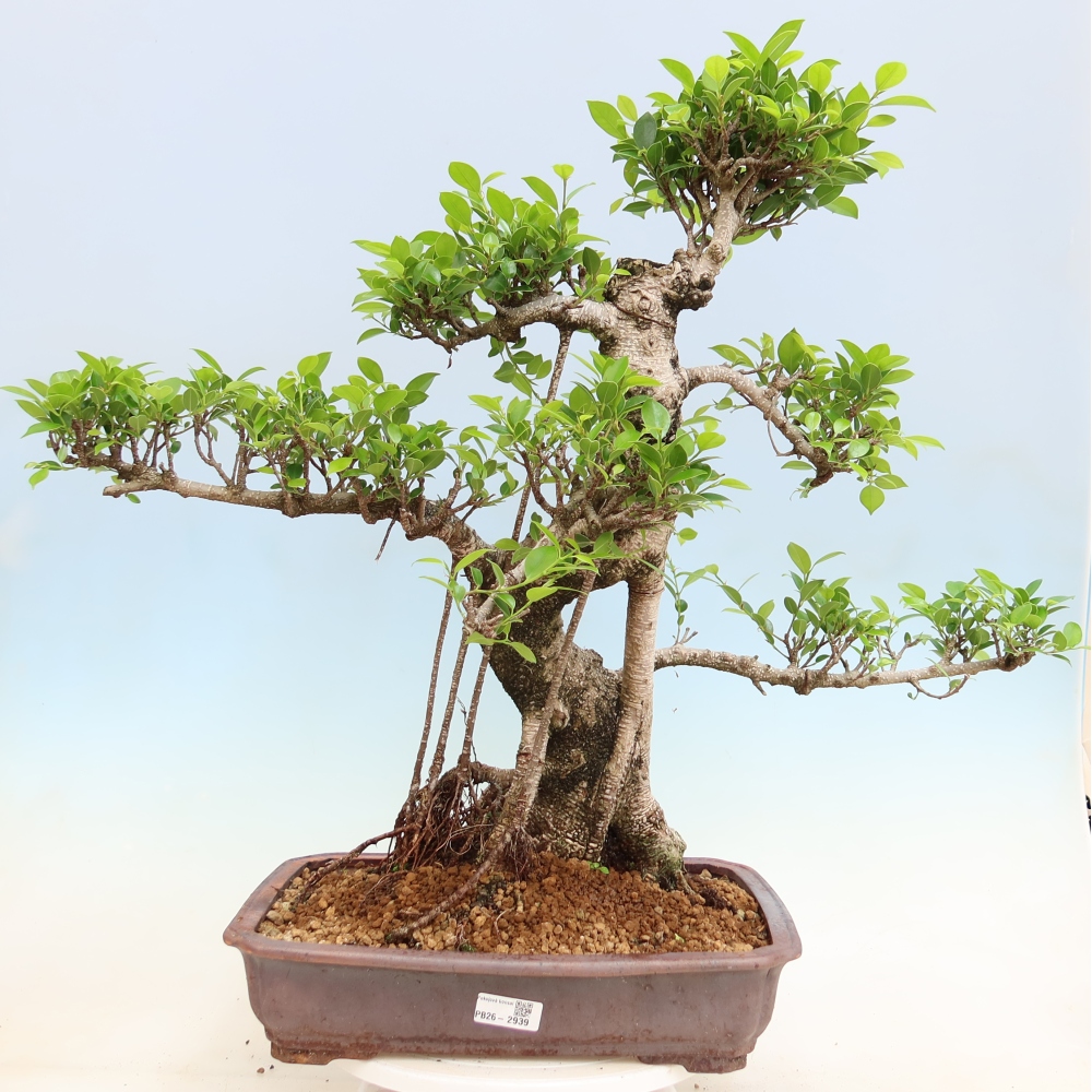 Kamerbonsai - Ficus kimmen - kleinbladige ficus