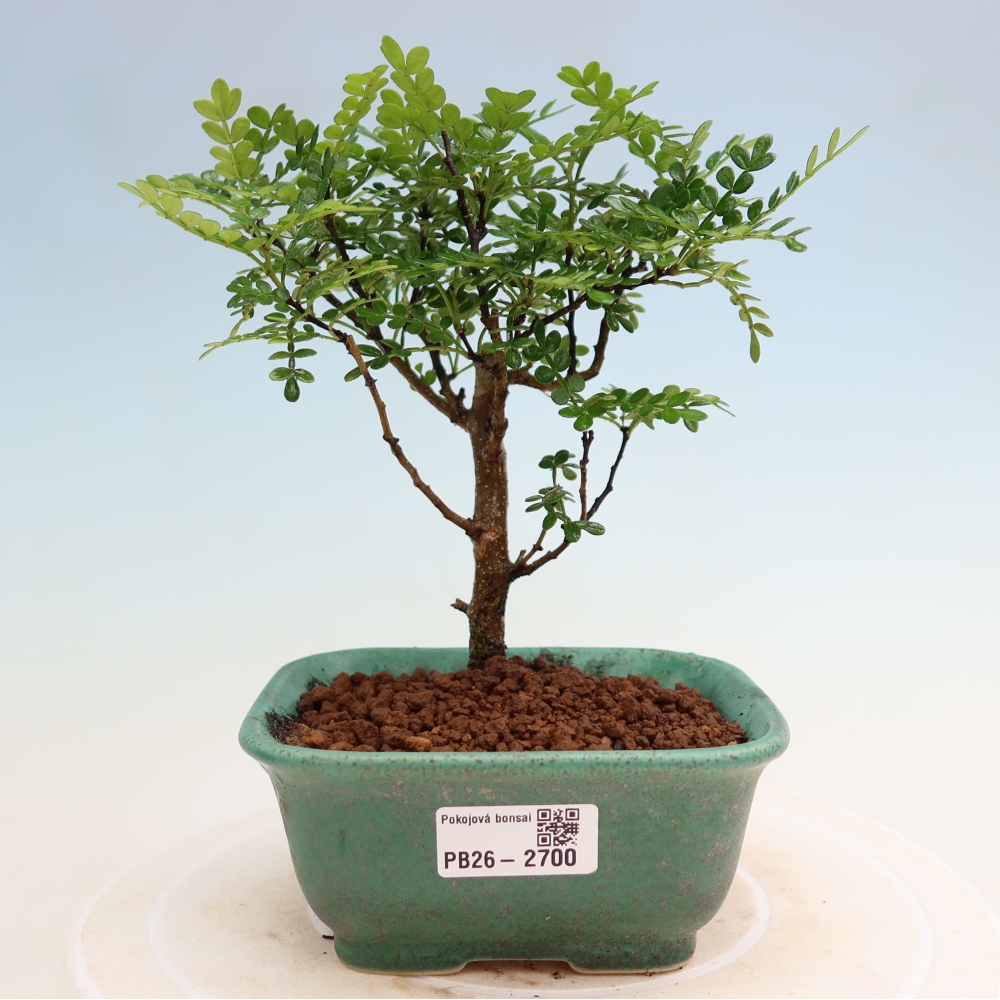 Kamerbonsai - Zantoxylum piperitum - peperboom