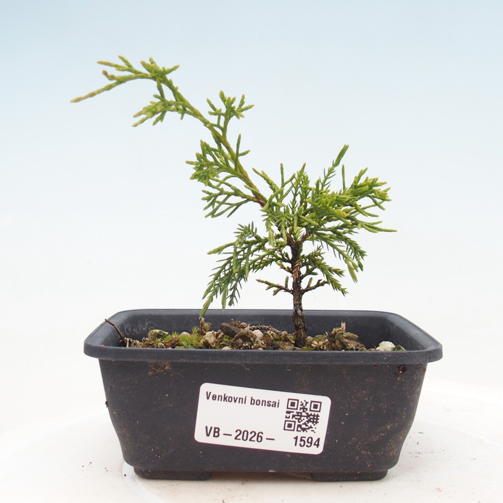 Bonsai voor buiten - Juniperus chinensis Itoigawa
