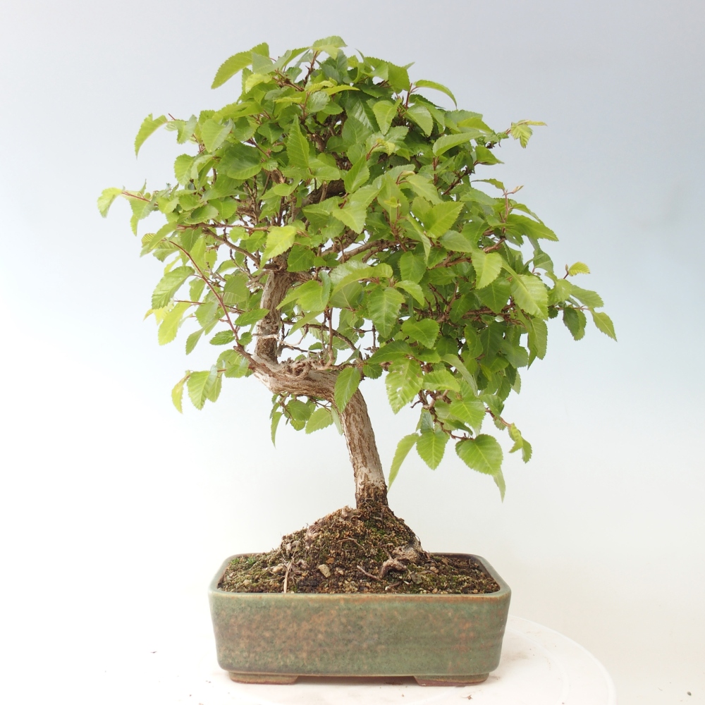 Bonsai voor buiten -Carpinus CARPINOIDES - Koreaanse haagbeuk
