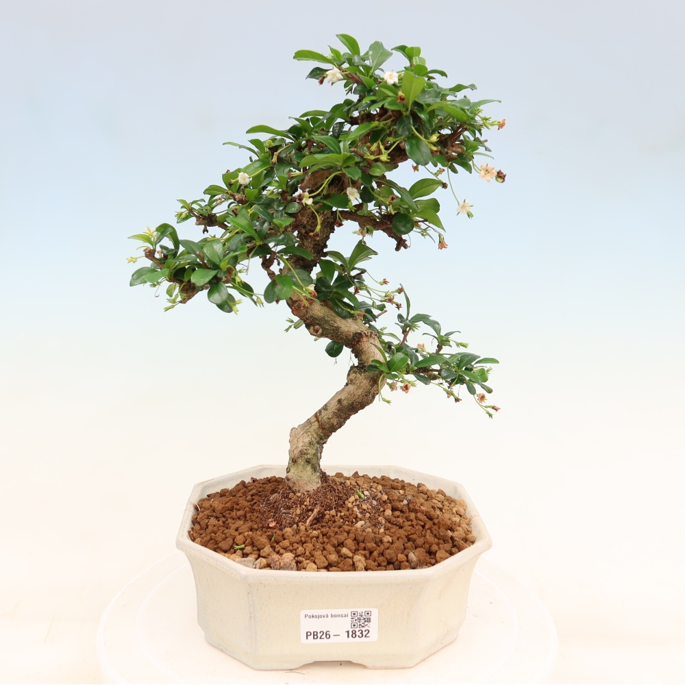 Kamerbonsai - Carmona macrophylla - Thee fuki
