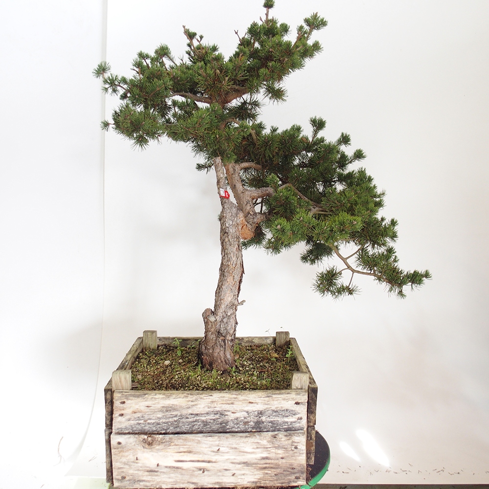 Yamadori - Pinus sylvestris Spanje