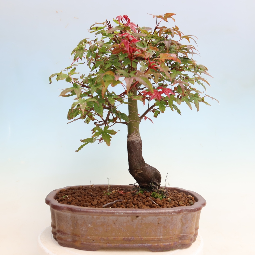 Bonsai voor buiten - Acer palmatum DESHOJO