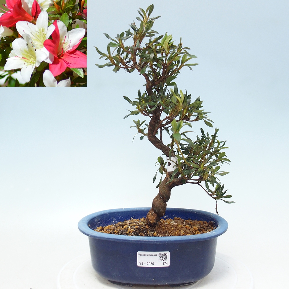 Bonsai voor buiten - Japanse azalea - Azalea CHIHIRO