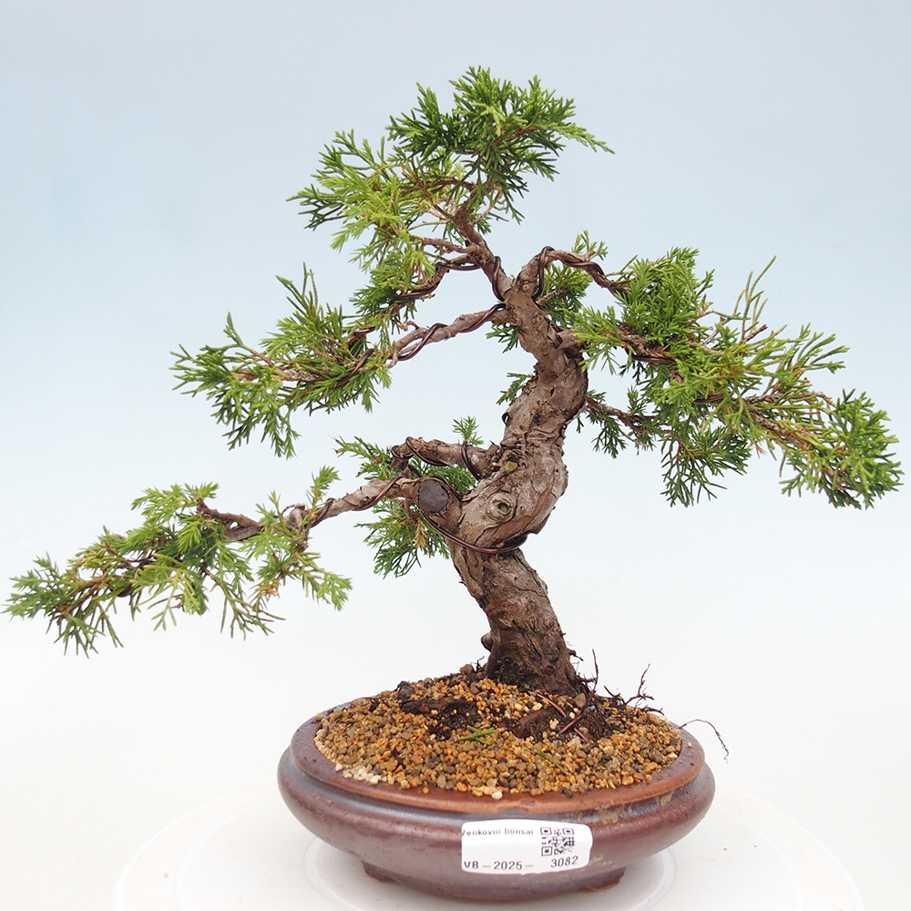 Bonsai voor buiten - Juniperus chinensis Itoigawa