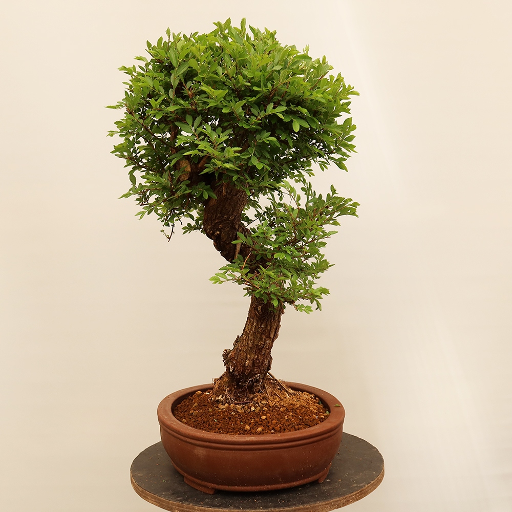 Bonsai voor buiten - Zelkova - Zelkova NIRE