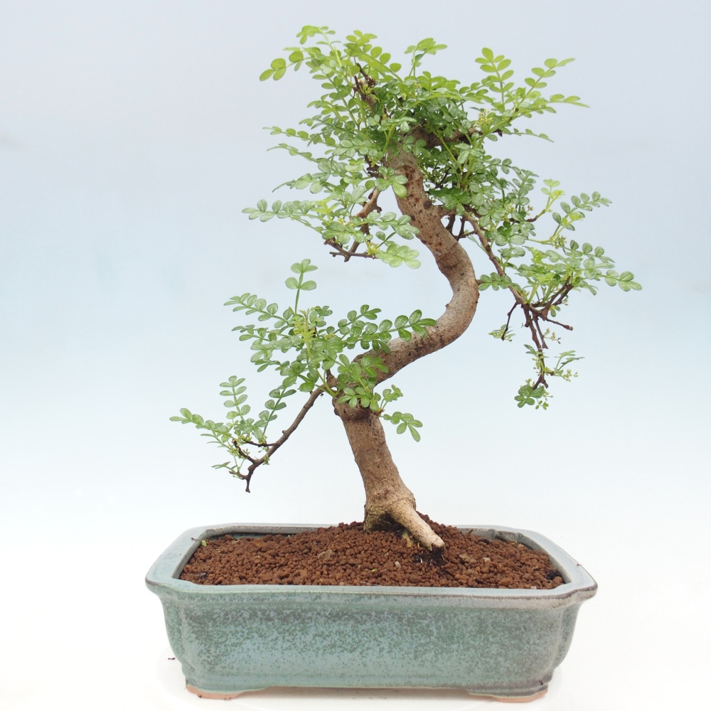 Kamerbonsai - Zantoxylum piperitum - peperboom