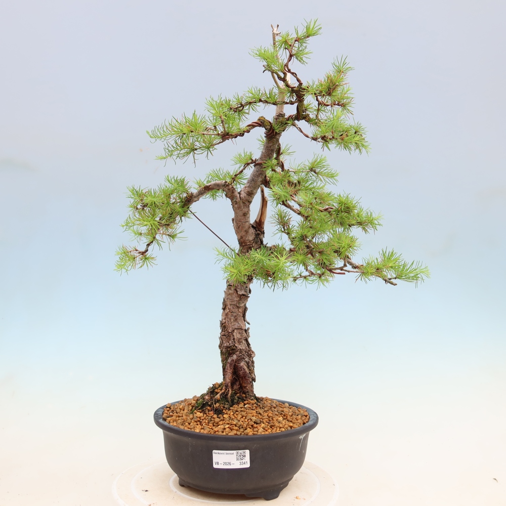 Bonsai voor buiten -Larix decidua - Lariks