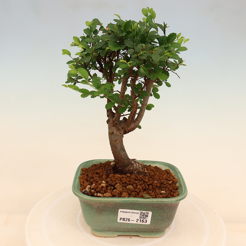 Kamerbonsai - Ulmus parvifolia - Winteriep