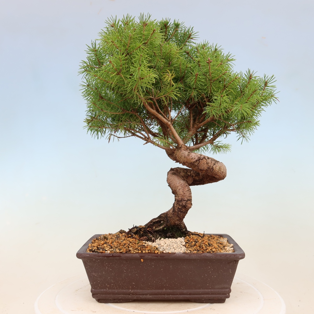 Bonsai voor buiten - Gewone spar - Picea glauca bol